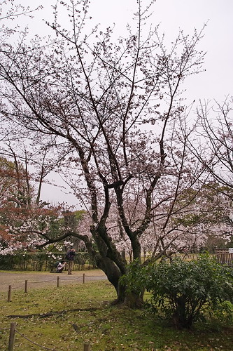 【写真】2013 桜 : 渉成園/2020-04-06/IMGP8905