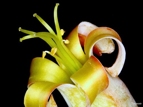 macro sicily augusta sicilia francesco gavioli 2013 succulentflower fiorepiantagrassa fragavio canoneos600d tubiprolungatamron65mm macroledringflashpolaroid tamron46a70210138macro