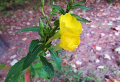 Oenothera biennis, Family Onagraceae