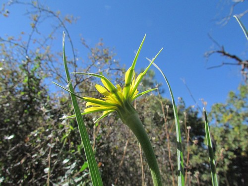 california plants yellow unitedstates poway common asteraceae salsify tragopogondubius sunsettrail