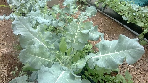 Plants grown through the system of Aquaponics give better yield than the others. Brocolli is grown in the Ashram.