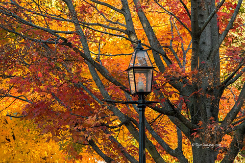 autumn trees light red color fall yellow landscapes nikon seasons fallcolors autumncolors nationalgeographic quincyil quincyillinois nikond800e