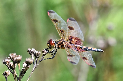 robert bike st wisconsin bug insect fly dragon dragonfly hike trail calico and wi kramer elisa germain pennant celithemis