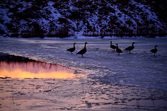 Geese on Frozen Lake