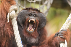 Male Orangutan Showing Teeth