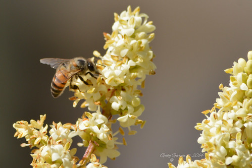 naturaleza nature méxico nikon bee abeja workinghard nikond3200 55300mm gabygarcía