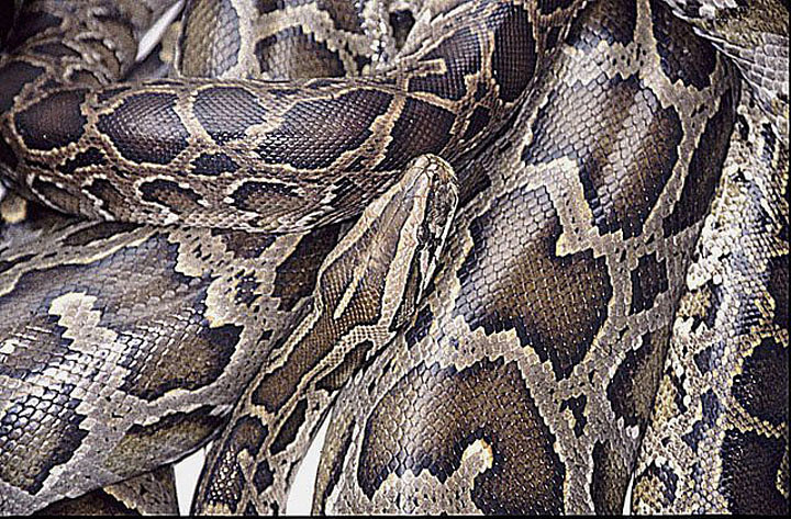 蟒蛇保育聯盟表示，蟒蛇養殖可能是打擊蟒蛇皮黑市的方法之一。（圖片來源：Dick Culbert）