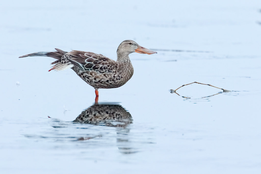 A northern shoveler stretches amidst the melting ice of Horse Lake