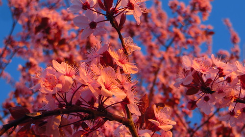 bloom blooming fullbloom peakbloom blossom blossoms springbloom