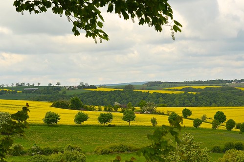 nature yellow germany landscape view raps duitsland landschap koolzaadvelden d5100 eichenborn