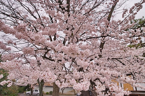【写真】2013 桜 : 妙蓮寺/2020-05-09/IMGP9133