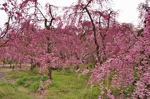 【写真】2013 桜 : 京都府立植物園/2020-12-16/IMGP9456