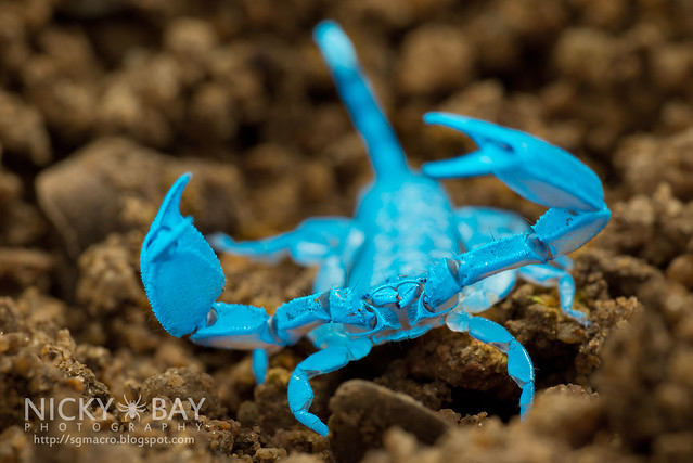 Scorpion (Liocheles australasiae?) - DSC_8540