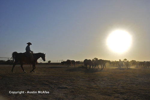 ranch sunset horses sun nature landscape nikon cowboy texas dirt western cutting quarter nikkor stallions studs mares sorting horseman lometa d300 separating 18135mm steads