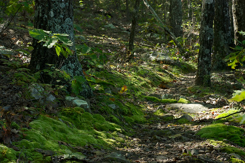 sunlight tree green forest moss dappled mossy ouachitanationaltrail