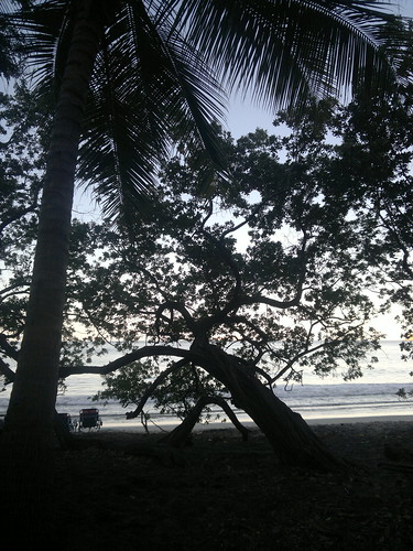 ocean morning trees santacruz beach sunrise amanecer guanacaste playadanta