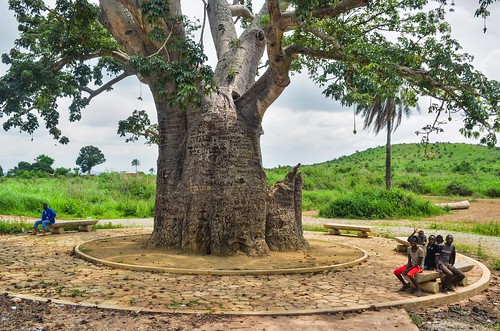 africa tree bicycle kids cycling african congo velo vélo baobab cyclotourisme cycletouring day433 dolisie freewheelycom arbredebrazza