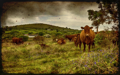 old vintage cow devonred godolphinhill