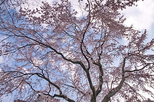 【写真】2013 桜 : 京都府庁旧本館/2020-08-27/IMGP8996