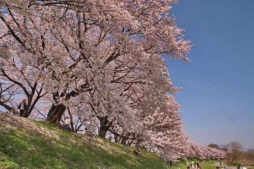 【写真】2013 桜 : 背割堤/2020-03-23/IMGP9691