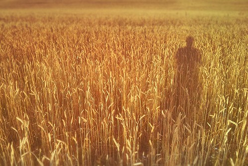 shadow orange nature field sussex wheat ghost halnaker flickrandroidapp:filter=none