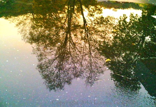 sunset reflection tree silhouette puddle arbol evening twilight pennsylvania pa albero arbre baum lehighvalley martinscreek northamptoncounty slatebelt lowermtbetheltownship