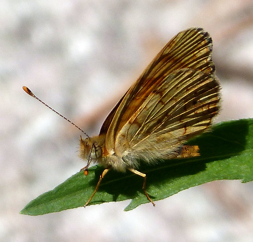 arizona butterflies crescent phyciodes melitaeinae mylitta thebais taxonomy:trinomial=phyciodesmylittathebais