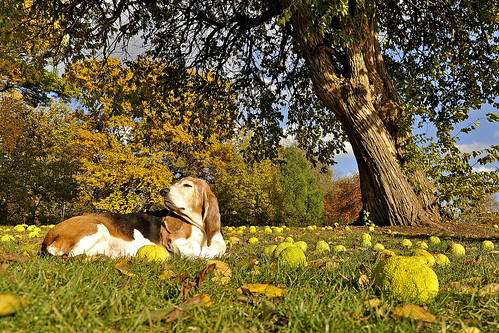 autumn dog tree fall hound sally basset bassethound hedgeapple appleofmyeye osageorange hedgeball hedgetree cranespond mountpleasantia