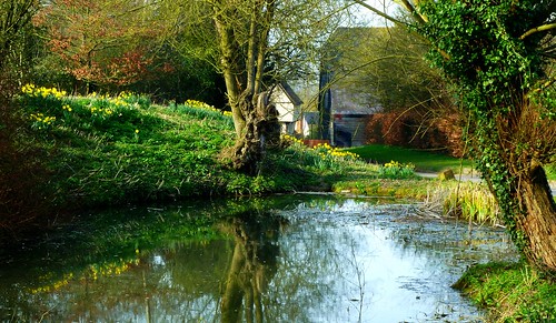 england english pond village daffodil georgeorwell hertfordshire herts animalfarm wallington