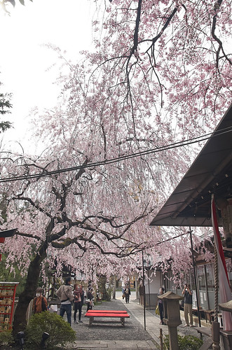【写真】2014 桜 : 水火天満宮/2020-06-15/IMGP5665