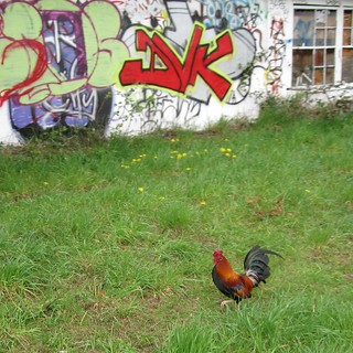 Urban chicken