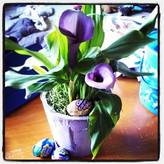 Easter Lily from my honey...with #Cadbury #eggs hidden inside. The weathered-looking wood pot is really cool! #love #Easter #flowers #thankful #HeDidGood #Lily #Lilies #purple