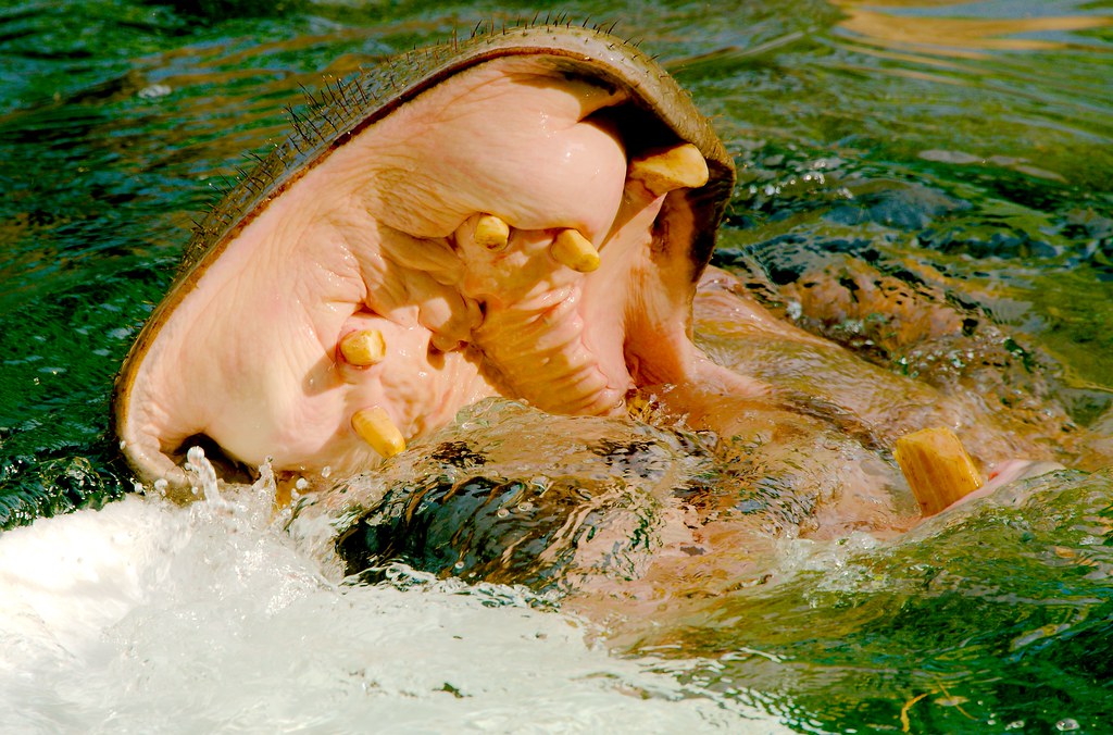 Hippopotamus (Hippopotamus amphibius)_5