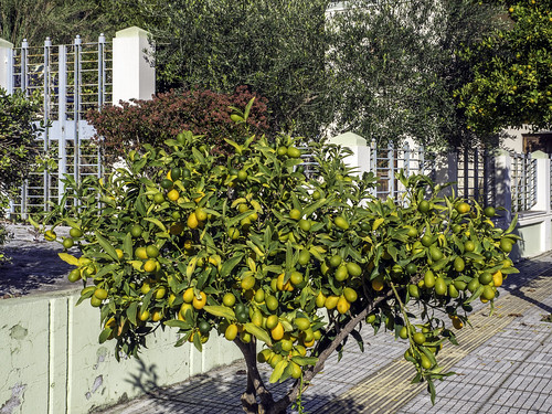 katakolon greece mediterranean fruittree
