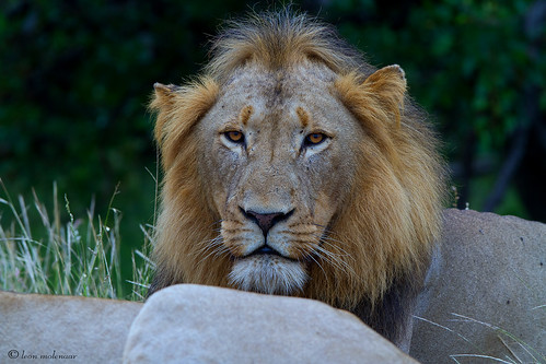 ngc sunrays5 nature wildlife krugernationalpark leonmolenaar africanlion