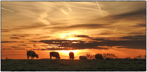 elstead england unitedkingdom gb sunrise cows