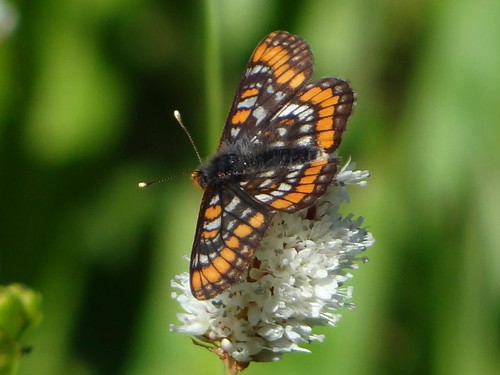 butterfly idaho nezpercecounty craigmountain euphydryasgillettii gillettscheckerspot kruzemeadows