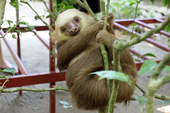 Two-toed sloths
