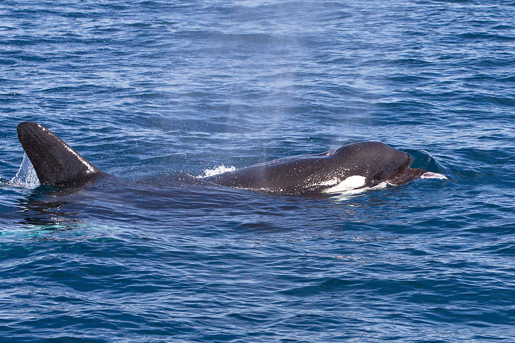 Killer Whale  Sri Lanka  2013-11-25 (4)