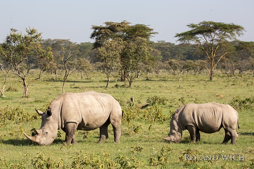 park lake kenya national rhino afrika kenia nakuru rhinocerus afric
