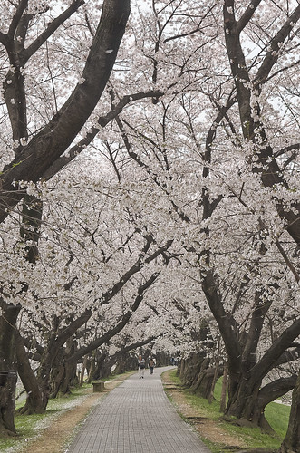 【写真】2014 桜 : 背割堤/2020-12-09/IMGP5774