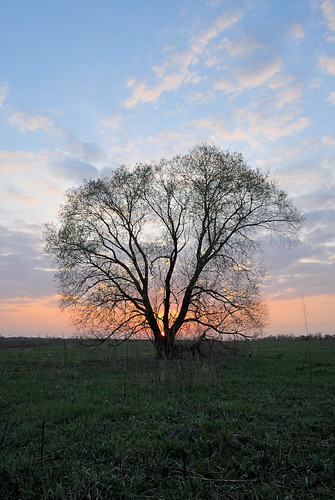 wood sunset sky sun tree field forest nikon ukraine explore nikkor v1 vadim springtime beldy 1v1 nikkor10mmf28 “nikonflickraward” nikon1v1 vadimbeldy