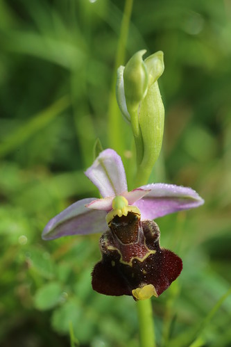 Late Spider-orchid, Ophrys fuciflora