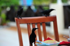 birds on breakfast table