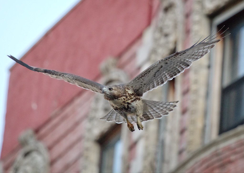 Red-tail fledgling on E 7th Street