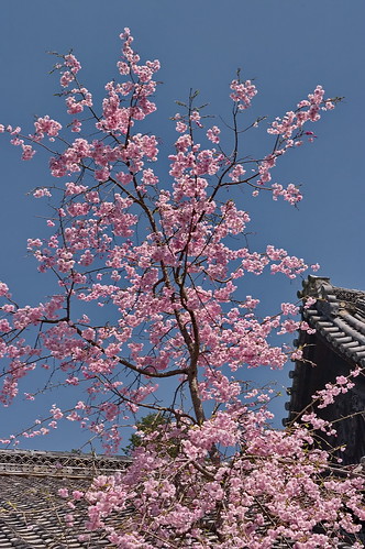 【写真】2013 桜 : 毘沙門堂/2021-03-09/IMGP9934