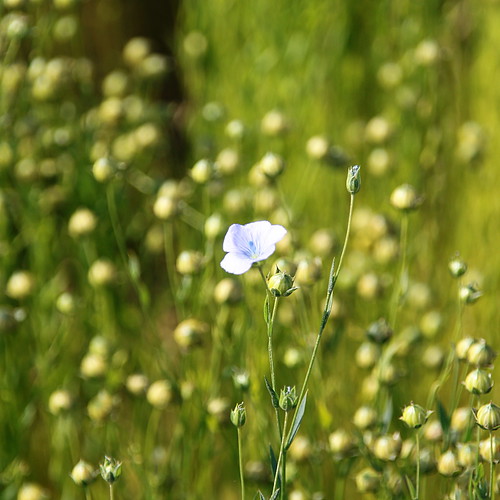 flower fleur field country culture lin campagne champ flax linum linumusitatissimum olibac canoneos500d mmxiii