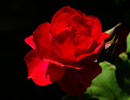 red sun flower rose blossom rosebud vanburen bloom arkansas bud
