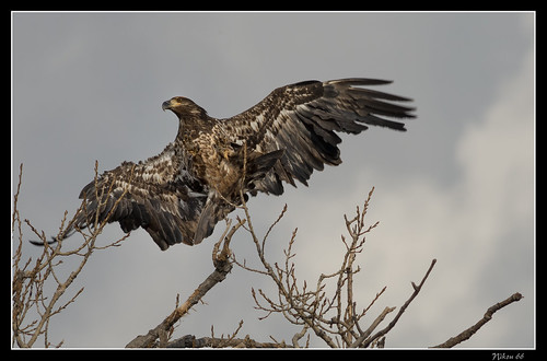 nikon eagle d800 clarencecannonnationalwildliferefuge ©copyright 400mmnikkor