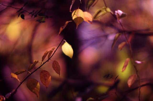 _JIM7683 ===        "OCTOBER" autumn colors